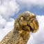 Edmiston Animals Figurines & Sculptures