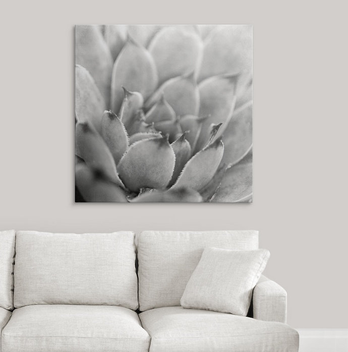 «Garden Succulent I» par Laura Marshall, reproduction de photo, H 35 po x l 35 po x P 1,5 po, Toile