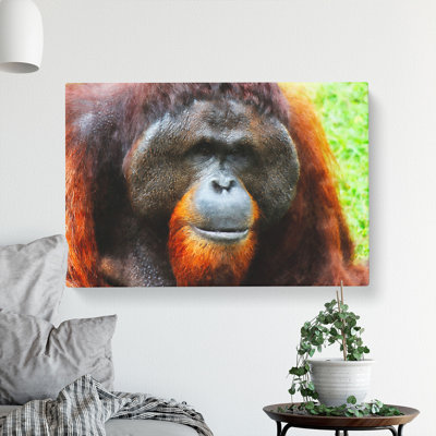 Orangutan Monkey Vol.1 - Wrapped Canvas
