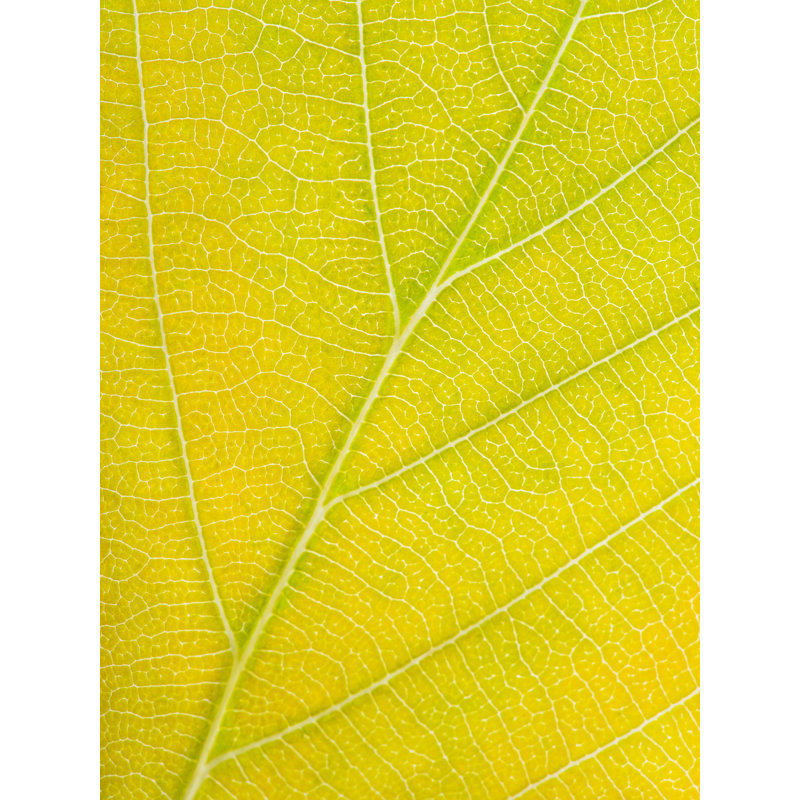 Autumn Leaf by Philippe Monthoux, Black Framed Paper, 20" H x 16" W