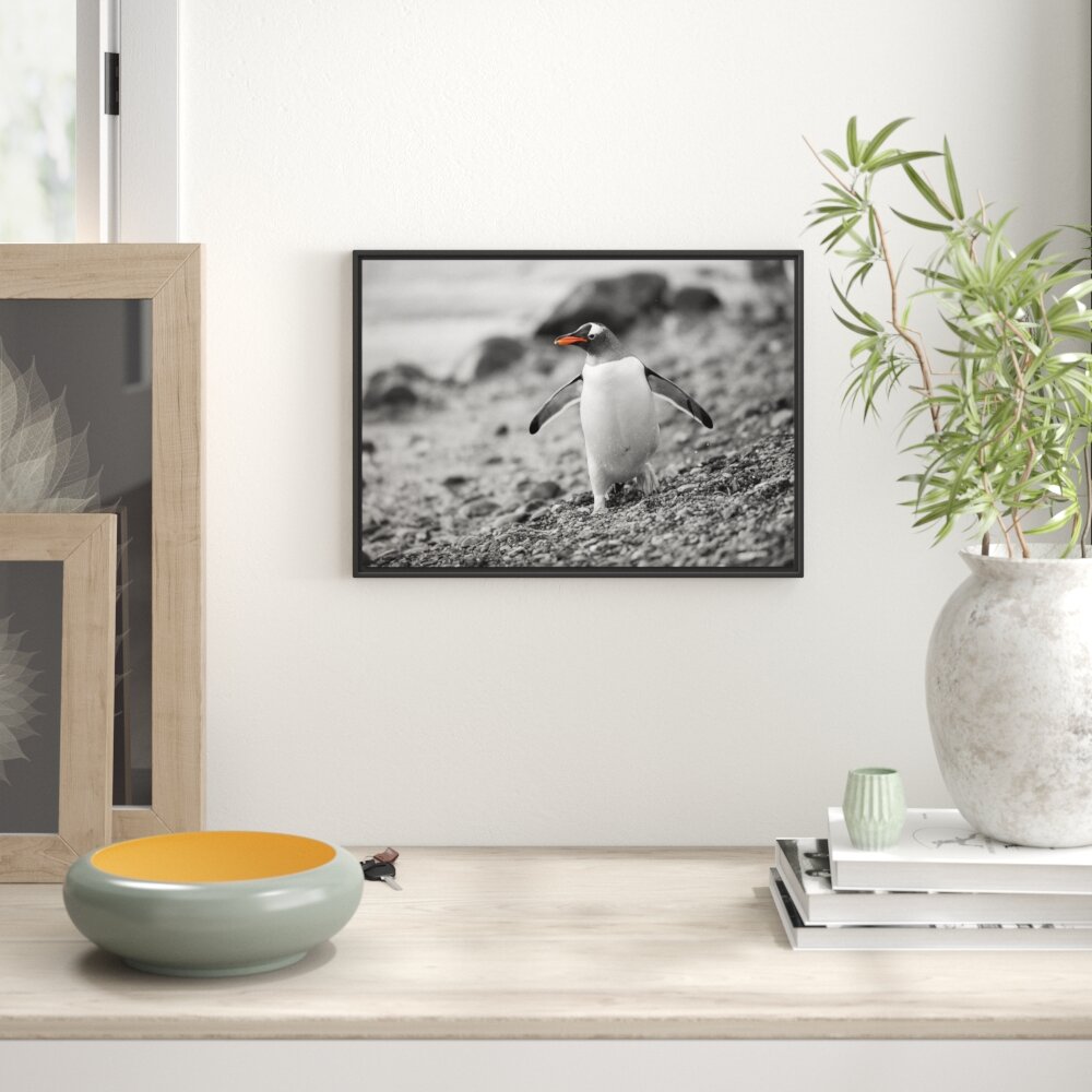 Gerahmtes Wandbild Pinguin am Steinstrand