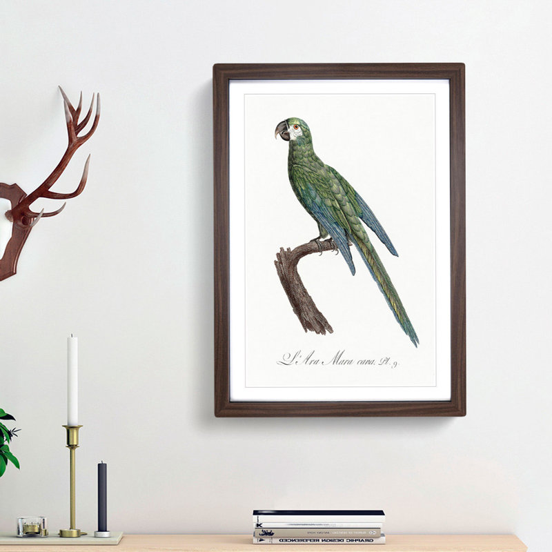 Blue Winged Macaw Parrot by F. Levaillant - Picture Frame Painting Print, 48cm H x 36cm W x 2cm D, Walnut Framed