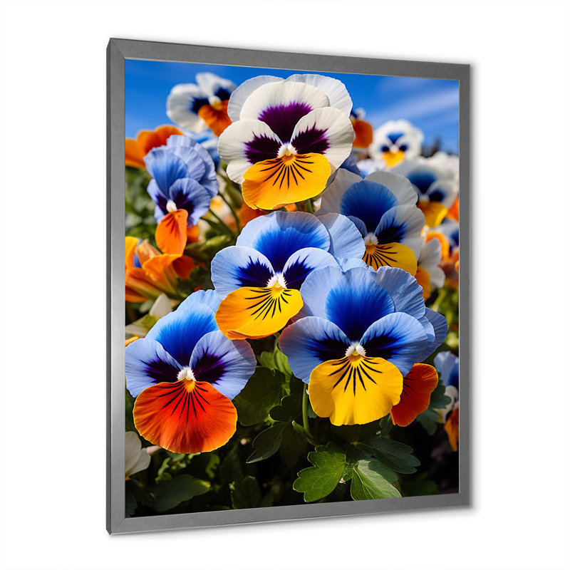 «Pansies Vibrant Pansies» sur toile, Cadre photo argenté, H 32 po x l 24 po x P 1 po