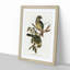 Cat Birds by Elizabeth Gould - Picture Frame Graphic Art Print-55513646-55513647