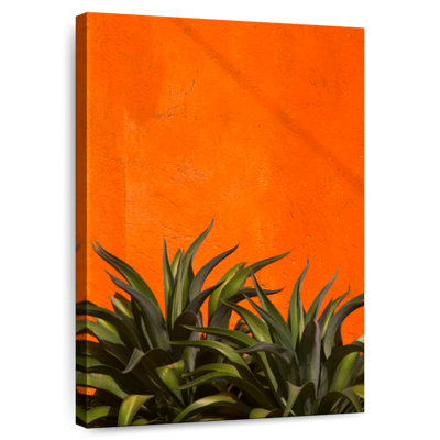 Agave Harnek