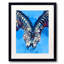 Friendship, Zebra Illustration Print by Flo Meylan-65786930-65786931