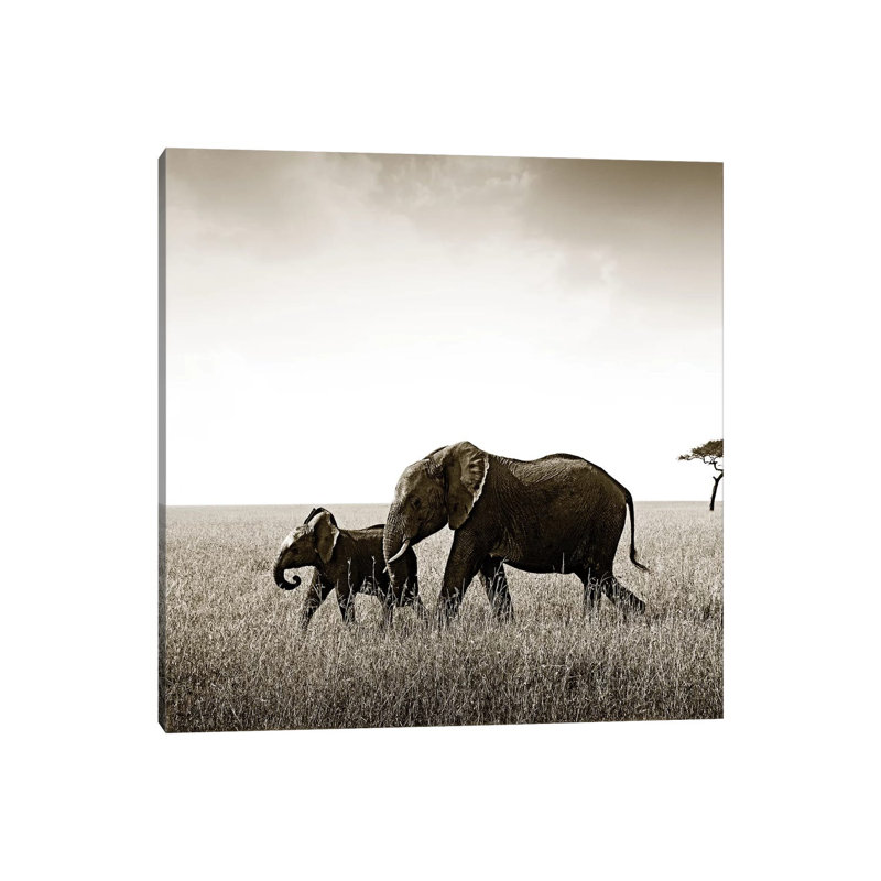 Bonded Elephant by Klaus Tiedge - Print on Canvas, Wrapped Canvas, 30.48 cm H x 30.48 cm W