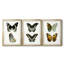 Papillons bleus antiques I - reproduction encadrée sur mesure de qualité supérieure mate - 3 pièces-701876155-701876157