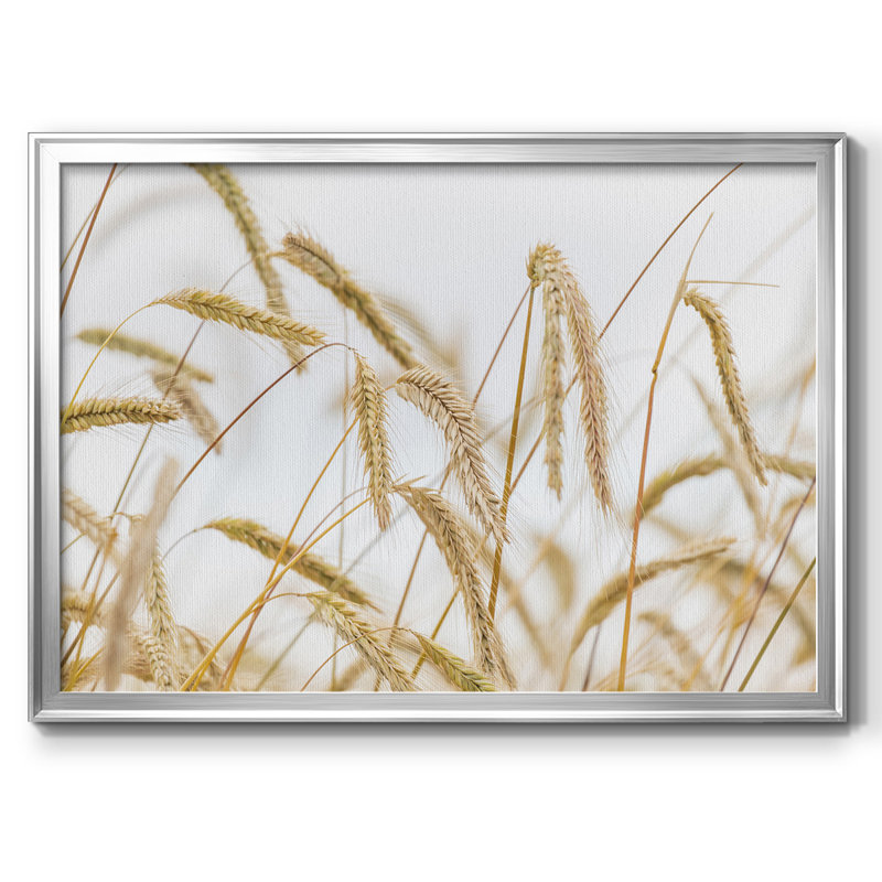 Wheat - Reproduction de photo sur toile simple, Argent, H 18 po x l 26 po x P 1,5 po
