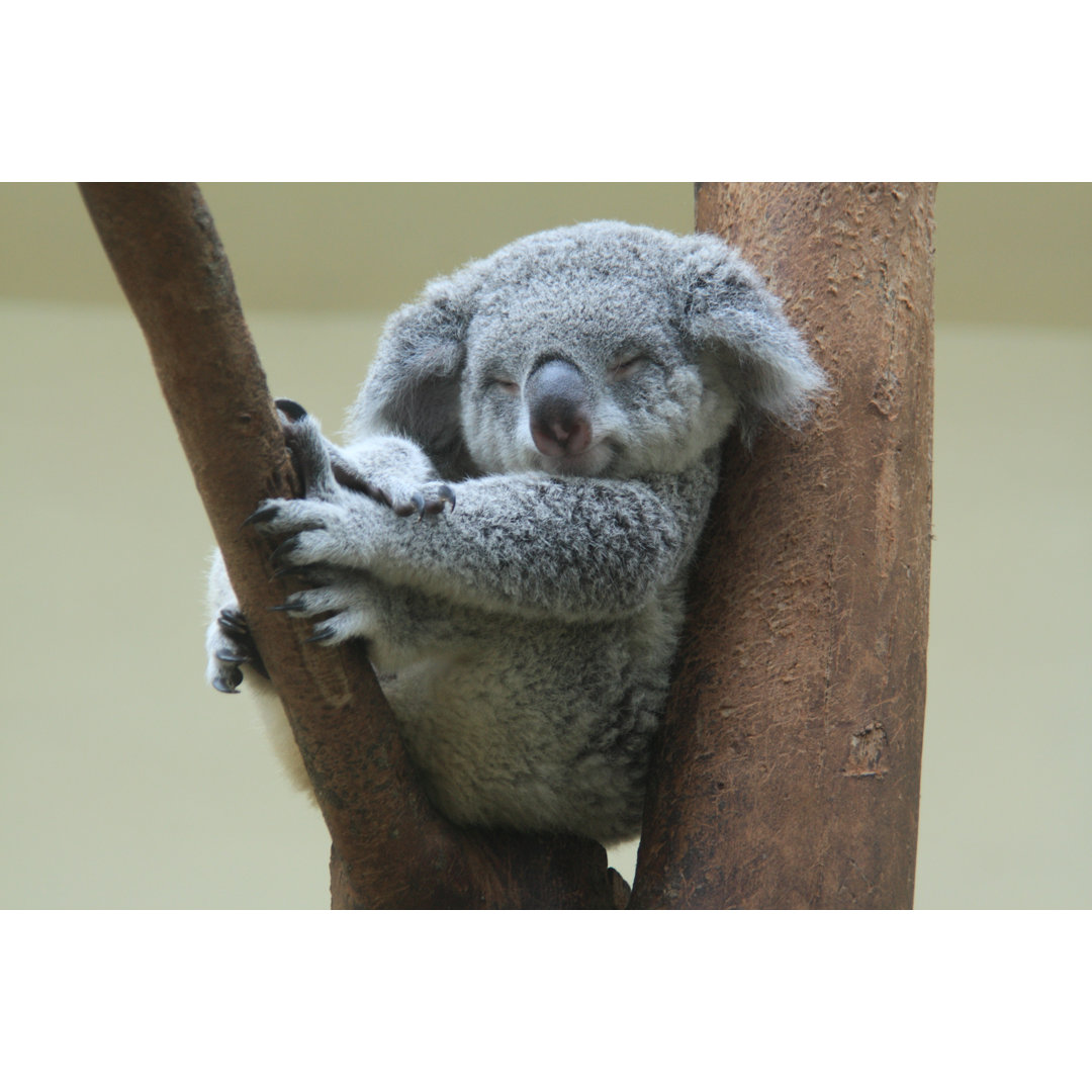 Koala Resting by Arnaud_Martinez - Wrapped Canvas Photograph