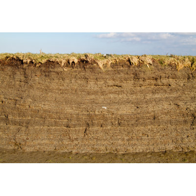 Tidal Marsh Soil - Wrapped Canvas Print