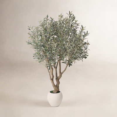 Ashwell Olive Tree in Pot