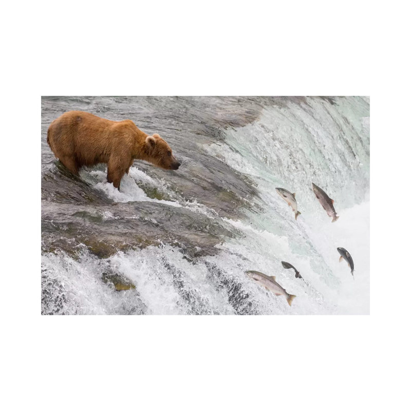 Grizzly Bear Fishing for Sockeye Salmon Which Are Jumping Up Waterfall, Brooks Falls, Katmai National Park, Alaska 1 Piece Wrapped Canvas Wall Art