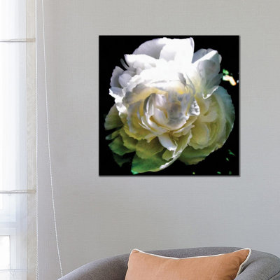 Peony In Morning Sun by Michelle Calkins - Wrapped Canvas Print