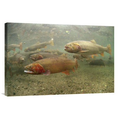 " Cutthroat Trout Underwater Group in the Spring, Idaho " Print
