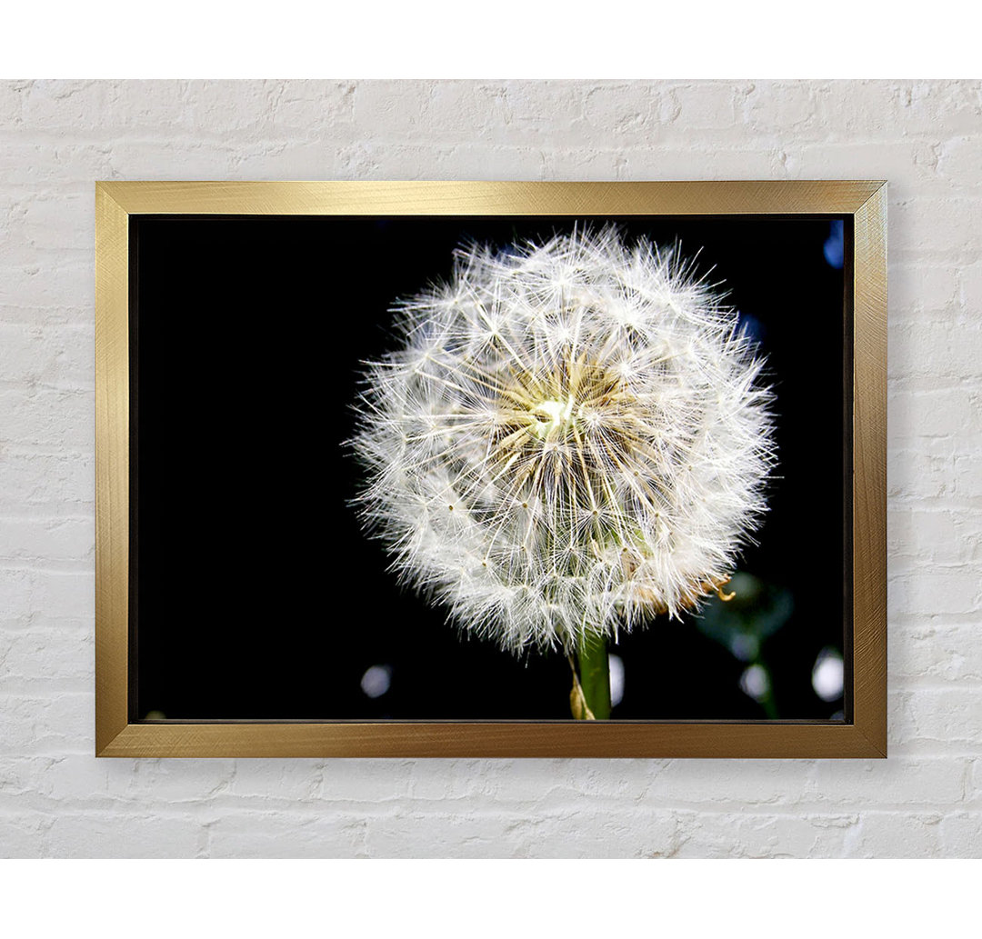 Dandelion Dream - Druck