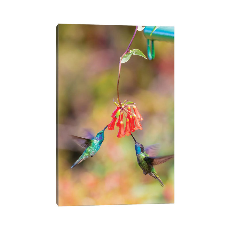 Central America, Costa Rica. Male Hummingbirds Feeding. by Jaynes Gallery - Wrapped Canvas Gallery-Wrapped Canvas Giclée