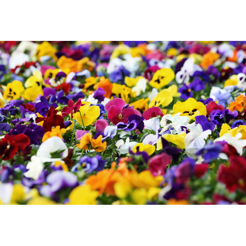 Color Pansy - Photographie sur toile tendue, H 24 po x l 36 po