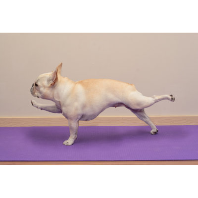 «French Bulldog Yoga Pose on Canvas» par Bengrantham, photographie