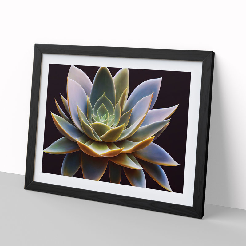 Compelling Succulent Plant - Single Picture Frame Print, Black, 46cm H x 64cm W x 2cm D