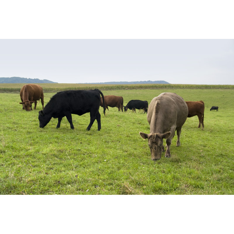 Cows In Southern Germany by Prill - Wrapped Canvas Print, 20cm H x 30cm W
