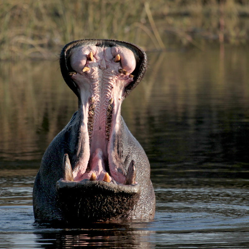 Yawning Hippopotamus Showing Tusks by Liz Leyden - No Frame Print on Canvas, 30cm H x 30cm W