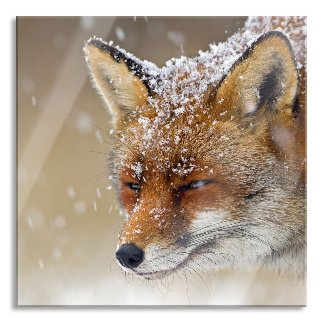 Glasbild Fuchs im Schnee