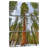 Giant Sequoia Grove-1776907467
