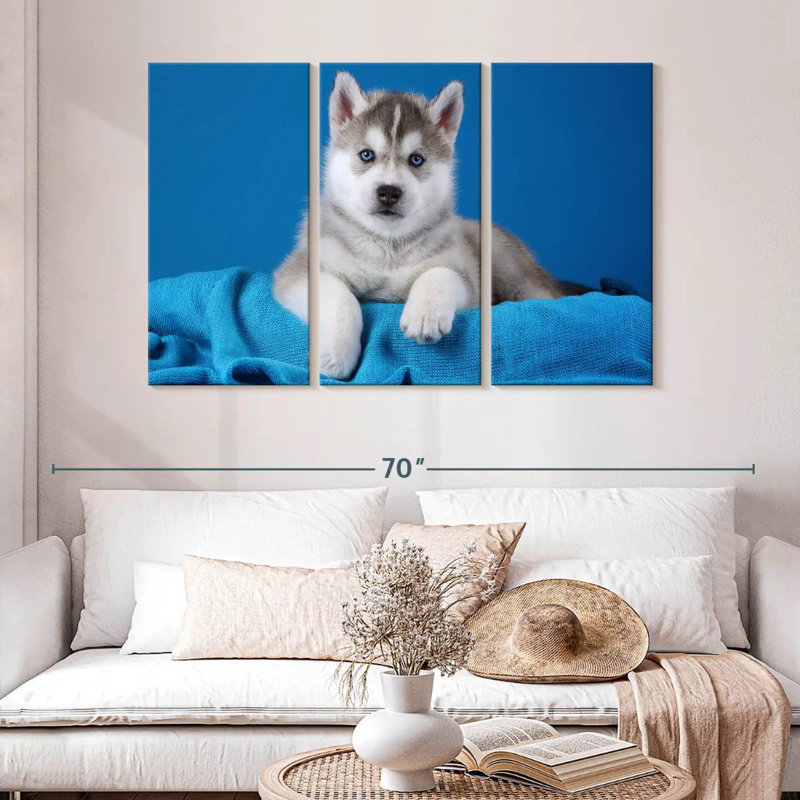 Chiot Husky aux yeux bleus Brampt, H 32 po x l 50 po