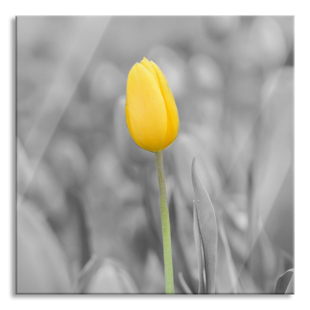 Glasbild Gelbes Meer von Tulpen