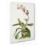 Magnolia Flowers Illustration Tab. 96 by Frederick Sander - Wrapped Canvas Print-55307772