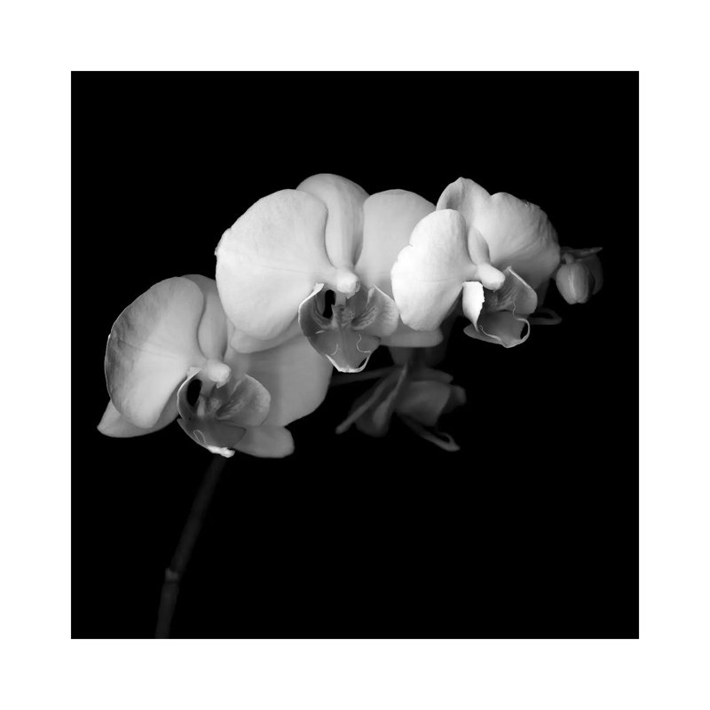 Easter Orchid V, B&W by Magda Indigo - Wrapped Canvas Print, 30.48 cm H x 30.48 cm W