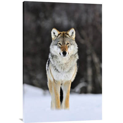 " Gray Wolf Standing "