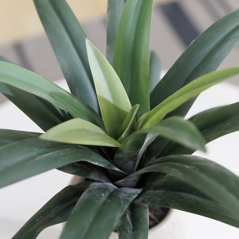 Plante grasse artificielle réaliste 20 po Real Touch