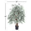 Arbre panaché Smilax Pottershill en pot