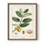 «Turpin Tropical Botanicals», reproduction encadrée en bois massif-1111365311-1111365309
