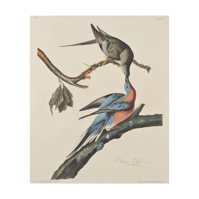 The Passenger Pigeon by John James Audubon - Giclee Print