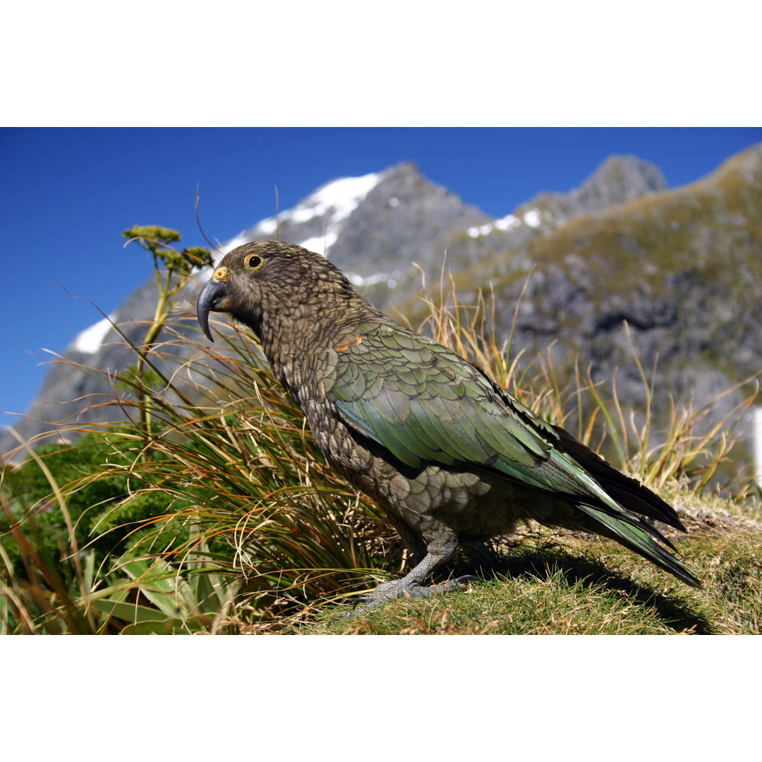 Kea Bird Neuseeland von Mikeuk - Druck