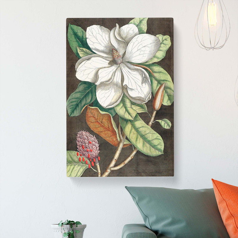 Laurel Magnolia Tree by Mark Catesby - Wrapped Canvas Painting, 76cm H x 50cm W x 3cm D