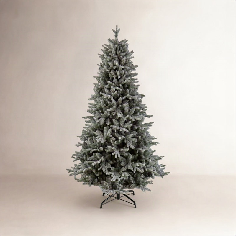 Arbre Holliston, H 7,5 pi