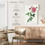 Provence Rose Rosa Indica de Les Roses-108360831