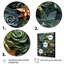 «Jelisia Green Succulents Natures», reproduction sur toile-256877404-256877400