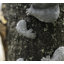 Harkless Koala Resin Garden Statue