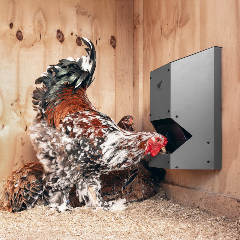 Feeder F80 (Gray) - Automatic Chicken Feeder