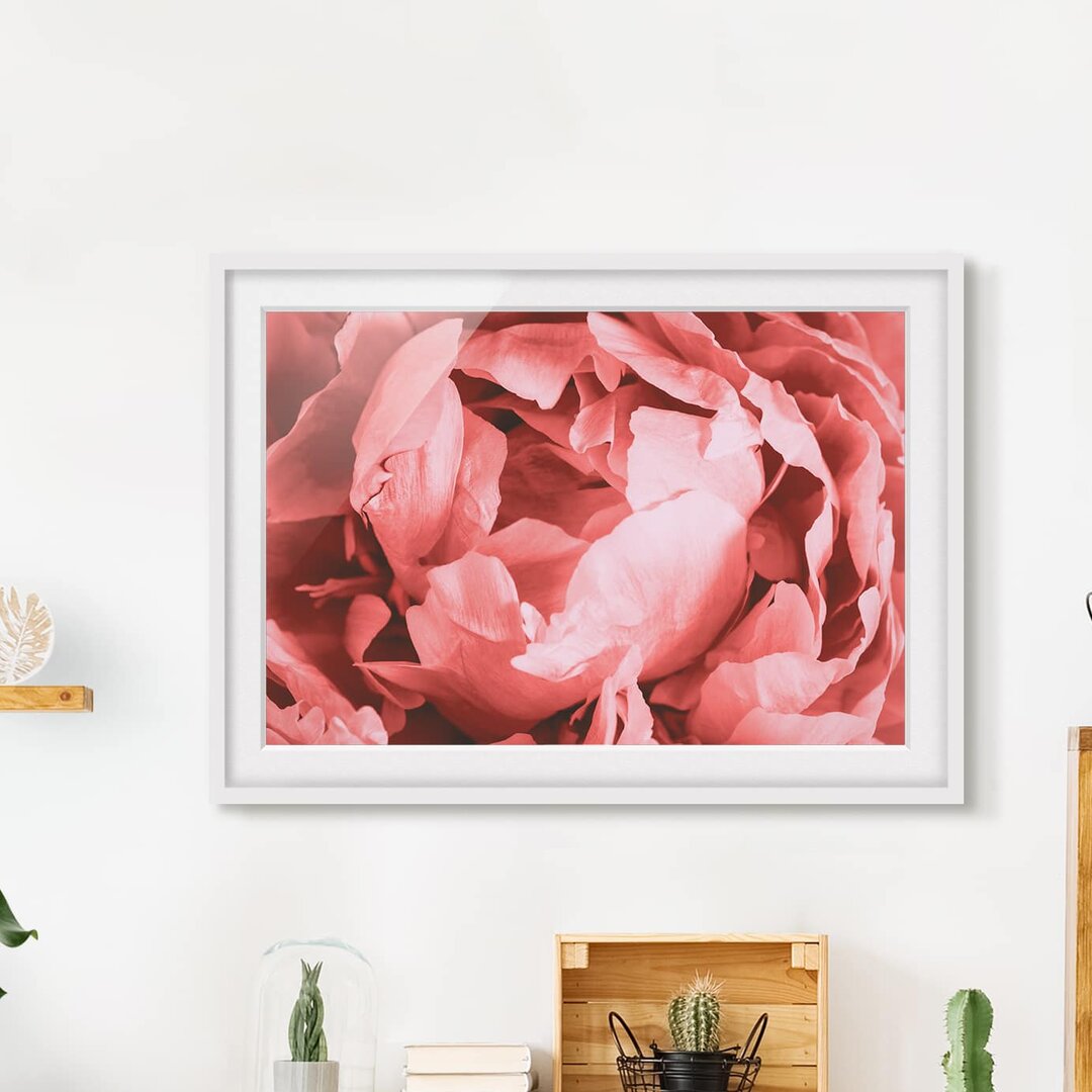 Gerahmter Grafikdruck Peony Blossom Coral