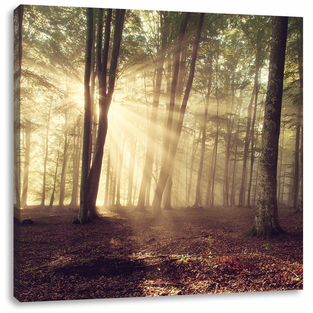 Leinwandbild Waldlichtung im Sonnenschein