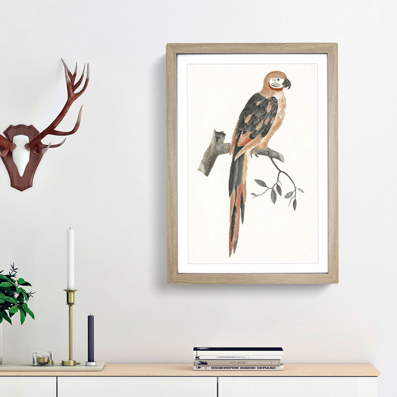 A Parrot by Johan Teyler - Framed Print, 63cm H x 45cm W x 2cm D, Oak Framed