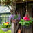 Pollyanna Hanging Planter-182028642-182028640