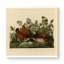 Key West Dove (plaque CLXVII) - art mural carré sur toile
