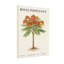 Plantes et fleurs Poinciana royal avec fleurs orange-1136349840